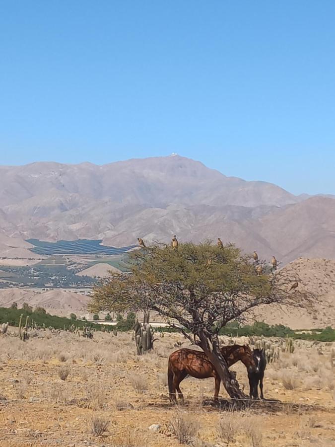 Campo De Cielo Mamalluca Valle De Elqui Vicuña Eksteriør bilde